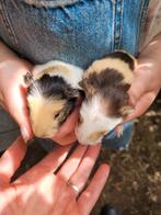 Cavia's, Cavia, Juli, Meerdere dieren, Tam