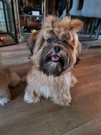 Mooie Lhasa-apso pups met stamboom, Dieren en Toebehoren, CDV (hondenziekte), 8 tot 15 weken, Meerdere, Nederland
