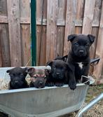 Unieke Labrador kruising heidewachtel pups, Dieren en Toebehoren, 8 tot 15 weken, Labrador retriever, Meerdere, Meerdere dieren
