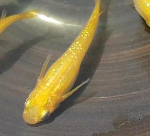 Medaka Himedaka Yellow - Japanse Rijstvis eitjes te koop, Dieren en Toebehoren, Vissen | Aquariumvissen, Vis