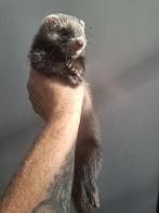 Fretten - frunzingen - frettenpups- jachtfretten, Dieren en Toebehoren, April, Meerdere dieren