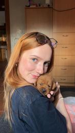 Babysitting (english/german), Tickets en Kaartjes