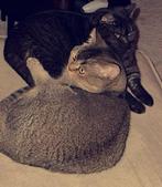 Mochi & Mira, Dieren en Toebehoren, Katten en Kittens | Raskatten | Korthaar, Meerdere dieren, Ontwormd, 0 tot 2 jaar