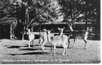 Hellendoorn Hertenkamp in Sprookjestuin., Ophalen of Verzenden, 1960 tot 1980, Gelopen, Overijssel