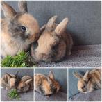 2 schattige hangoor dwergkonijntje, Dieren en Toebehoren, Meerdere dieren, Dwerg, Hangoor