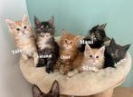 Sina en Tala : 2 lieve rode maine coon kittens, Dieren en Toebehoren, Katten en Kittens | Raskatten | Langhaar, Meerdere dieren