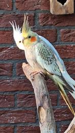 Mooie joonge valkparkiet 2025 , niet tam, Dieren en Toebehoren, Geslacht onbekend, Parkiet, Geringd