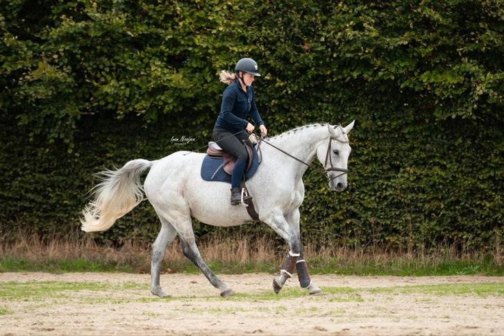 Mega brave en rustige ruin !!️, Dieren en Toebehoren, Paarden, Ruin, B, 170 tot 175 cm, 11 jaar of ouder, Recreatiepaard, Met stamboom