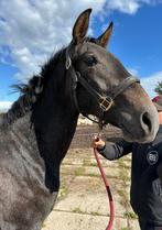 2,5 jarige PRE hengst, Dieren en Toebehoren, Met stamboom, 0 tot 2 jaar, Hengst, 160 tot 165 cm