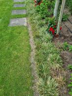 Siergras Carex Morowi, Tuin en Terras, Ophalen of Verzenden, 100 tot 250 cm