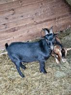 Dwerg geit bokje, Mannelijk, Geit