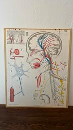 Pl.6 anatomie oude schoolplaat, Antiek en Kunst, Antiek | Schoolplaten, Ophalen, Natuur en Biologie