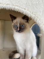 Lilac lynx mink Ragdoll  en Blue mitted tortie point, Dieren en Toebehoren, Katten en Kittens | Raskatten | Langhaar, Kater, Gechipt