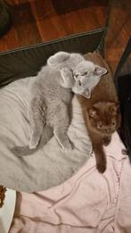 Blue, Chocolate Brits / Britse Korthaar kittens met stamboom, Dieren en Toebehoren, Katten en Kittens | Raskatten | Korthaar, Poes