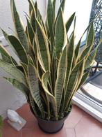 Sanseveria - Sterke en stijlvolle kamerplant, Huis en Inrichting, Ophalen, Overige soorten, Halfschaduw, In pot