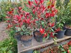 Photinia Carré Rouge glansmispel potgekweekt, Ophalen of Verzenden, Overige soorten, Haag, Minder dan 100 cm