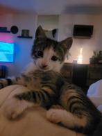 Kittens kruising Britse korthaar en Europese korthaar, Dieren en Toebehoren, Katten en Kittens | Raskatten | Korthaar, Kater