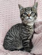 Lieve kittens te koop, Dieren en Toebehoren, Katten en Kittens | Overige Katten, Kater, Kortharig, 0 tot 2 jaar