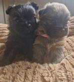 Boomer x Pomeriaan puppy’s, Dieren en Toebehoren, Honden | Chihuahua's en Gezelschapshonden, Overige rassen, 8 tot 15 weken, Meerdere