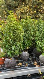 De laatste 14 stuks portugese laurier 90cm hoog 5,5 m €175, Tuin en Terras, Ophalen, Laurier, 100 tot 250 cm