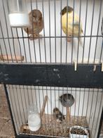 Koppel glosters, Dieren en Toebehoren, Meerdere dieren, Postuurkanarie