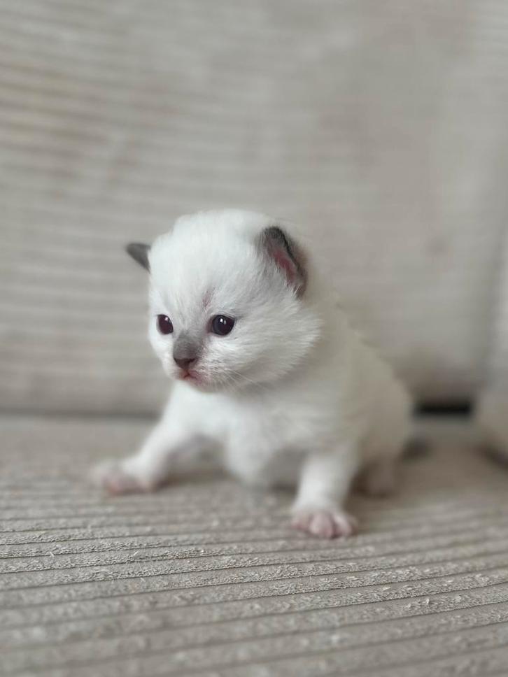 Ragdoll Kittens | Poesjes en Katertje, Dieren en Toebehoren, Katten en Kittens | Raskatten | Langhaar, Meerdere dieren, 0 tot 2 jaar