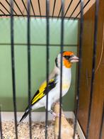 Putters  Major, Dieren en Toebehoren, Vogels | Overige Vogels, Mannelijk, Wildzangvogel