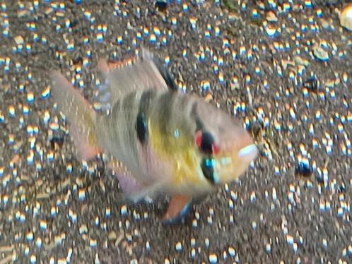 Hobbyaquarium Mikrogeophagus Ramarezi / antennebaarsje, Dieren en Toebehoren, Vissen | Aquariumvissen, Zoetwatervis, Vis, Schoolvis