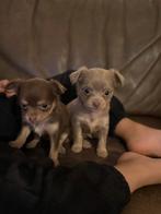Twee chihuahua pups beschikbaar binnenkort, Dieren en Toebehoren, Honden | Chihuahua's en Gezelschapshonden, België, Particulier