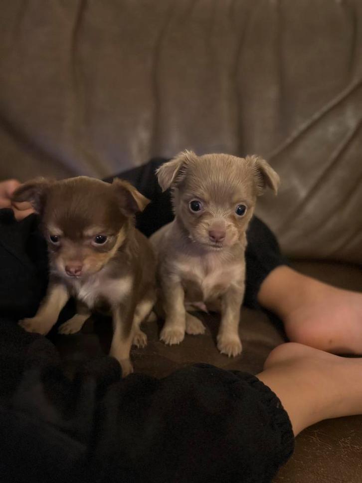 Twee chihuahua pups beschikbaar binnenkort, Dieren en Toebehoren, Honden | Chihuahua's en Gezelschapshonden, Meerdere dieren, Chihuahua