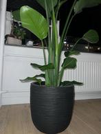 Capi Europe - Bloempot bol Rib NL - 35x34 - Opening Ø29, Tuin en Terras, Bloempotten, Ophalen, Rond, Binnen, Zo goed als nieuw