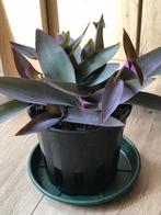 Zeldzame tradescantia planten in een grote pot (vader plant, Huis en Inrichting, Ophalen, Volle zon, Minder dan 100 cm