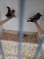 Vele soorten vogels, Dieren en Toebehoren, Meerdere dieren, Tropenvogel