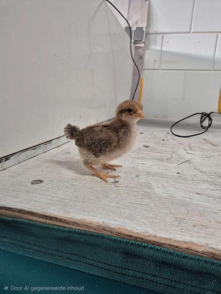 Welsumer groot kippenkuikens | Gesekst en Ingeënt, Dieren en Toebehoren, Pluimvee, Kip, Vrouwelijk