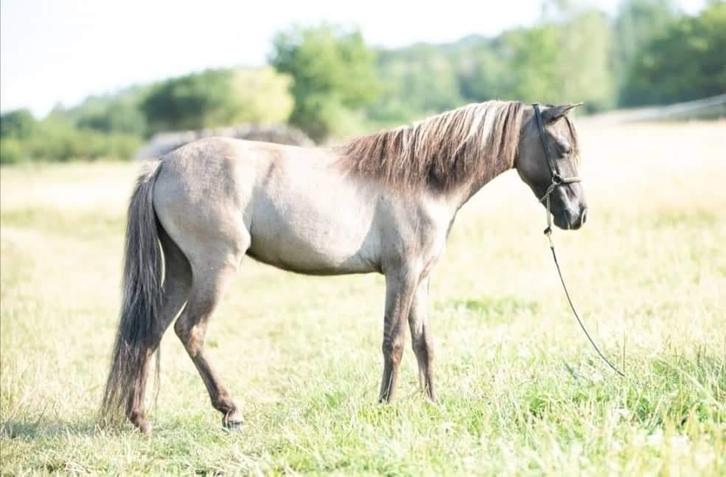 Unieke Drachtige Amerikaanse Miniatuur merrie, Dieren en Toebehoren, Pony's, Merrie, Zadelmak, A pony (tot 1.17m), Tuigpony, 3 tot 6 jaar