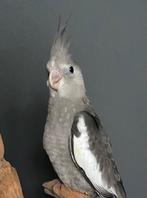 Tamme jonge valkparkiet, grijze witmasker, man, okt 2025, Mannelijk, Parkiet, Geringd