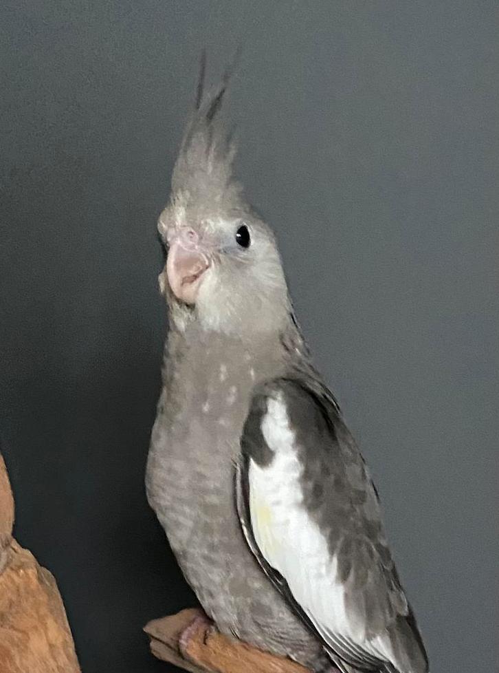 Tamme jonge valkparkiet, grijze witmasker, man, okt 2025, Dieren en Toebehoren, Vogels | Parkieten en Papegaaien, Parkiet, Mannelijk