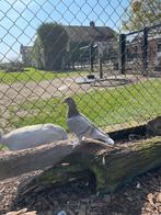 Mooie duif, Dieren en Toebehoren, Vogels | Duiven, Overige soorten, Vrouwelijk