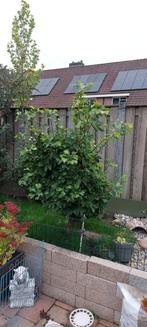 Japanse Notenboom 'Eendenpoot' (Ginkgo biloba), Tuin en Terras, Planten | Bomen, Bloeit niet, Overige soorten, 100 tot 250 cm