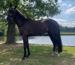 New Forest droompony zeer getalenteerd, Dieren en Toebehoren, Merrie, B, Gechipt, 3 tot 6 jaar