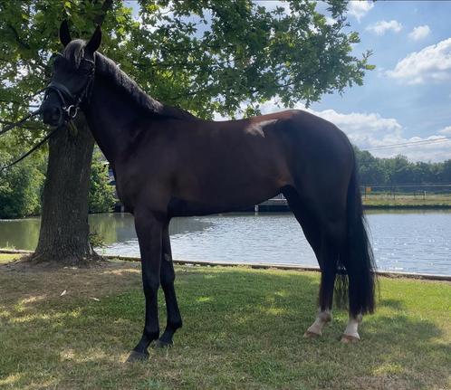 New Forest droompony zeer getalenteerd, Dieren en Toebehoren, Pony's, Merrie, B, D pony (1.37m tot 1.48m), 3 tot 6 jaar, Met stamboom
