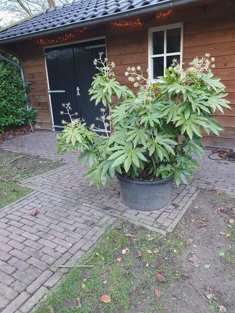 Te koop fatsia vingerplant, Tuin en Terras, Ophalen of Verzenden, Kunststof