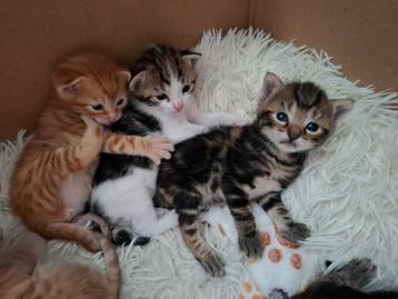 Mooie lieve kittens beschikbaar voor biedingen