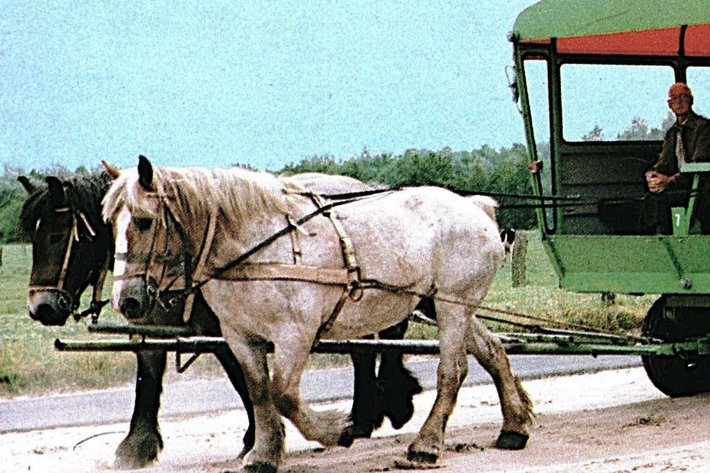 DR914203 Zorgvlied Drenthe 88 paarden Huifwagen Gelopen, Verzenden, 1980 tot heden, Gelopen, Drenthe