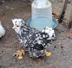 Usa zijdehoen motteld hennetjes, Dieren en Toebehoren, Pluimvee, Vrouwelijk, Kip