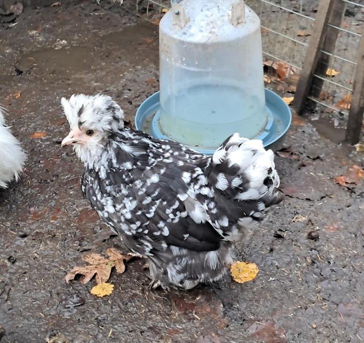 Usa zijdehoen motteld hennetjes, Dieren en Toebehoren, Pluimvee, Kip, Vrouwelijk