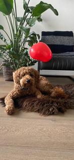 Australian Labradoodle DEKREU  Alf-1, Rabiës (hondsdolheid), Reu, Eén hond, 3 tot 5 jaar
