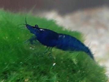 Mooie Blauwe Garnalen High Grade  beschikbaar voor biedingen