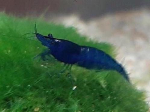 Mooie Blauwe Garnalen High Grade, Dieren en Toebehoren, Vissen | Aquariumvissen, Zoetwatervis, Kreeft, Krab of Garnaal, Schoolvis