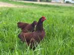 Jonge tamme Rhode Island Red kriel kippen gesekst & ingeënt, Dieren en Toebehoren, Pluimvee, Vrouwelijk, Kip